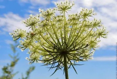 Fleur de carotte sauvage