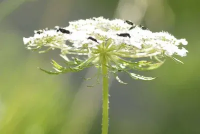 Fleur de carotte sauvage