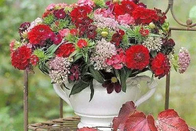 flores