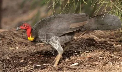 Tacchino di boscaglia australiano