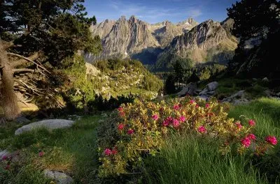 MONTAÃ‘A Y FLORES