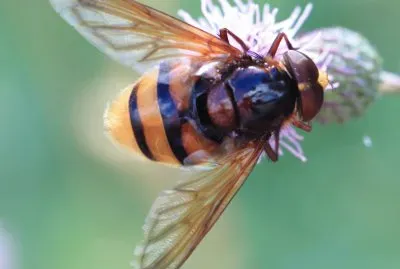 Volucella zonaria