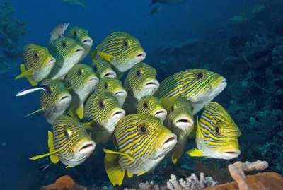 פאזל של Gaterino lineato