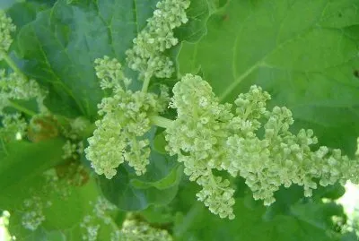 Fleur de rhubarbe