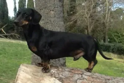 Bassotto nero focato