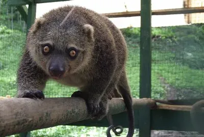 Bear cuscus jigsaw puzzle