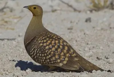 Grandule del namaqua
