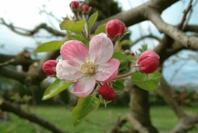 Fleur de pommier