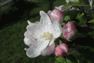 Fleur de pommier