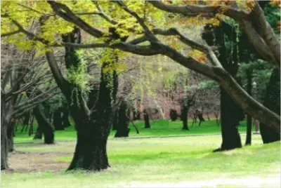 Nature