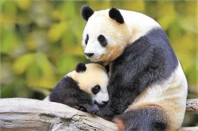 natural jigsaw puzzle