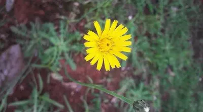 flores jigsaw puzzle