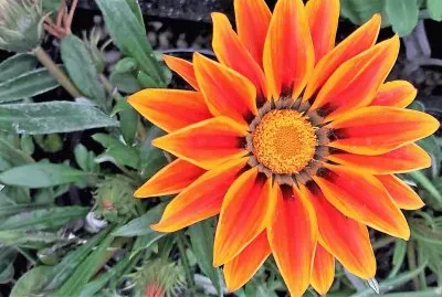 flores jigsaw puzzle