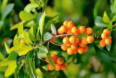 natural jigsaw puzzle