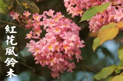 ç´…èŠ±é¢¨éˆ´æœ¨ jigsaw puzzle