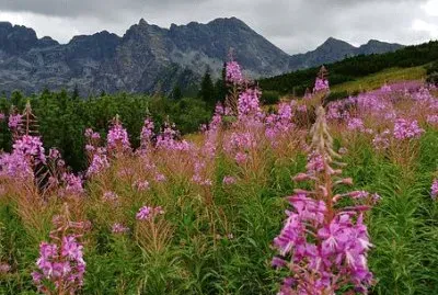 Nature