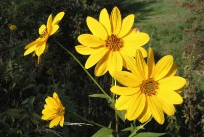 Topinambour jigsaw puzzle