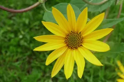 Topinambour jigsaw puzzle