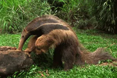 Anteater