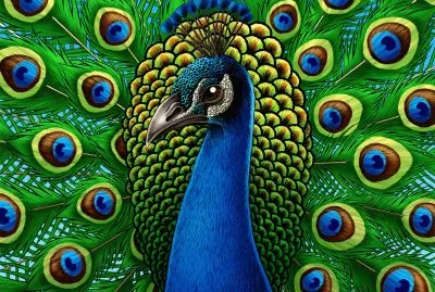 peacock