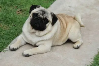 PUG FINO