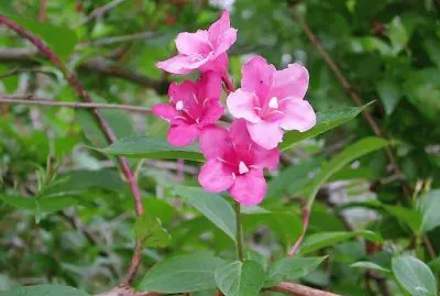 פאזל של flores