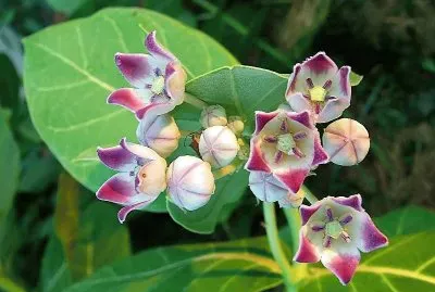 flores