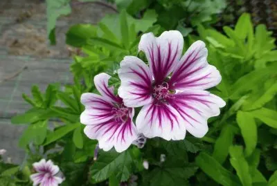 flores