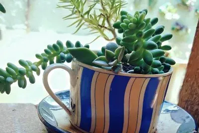 flores jigsaw puzzle