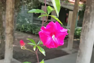 flores