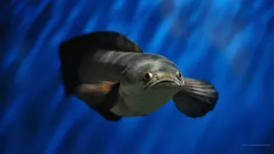 פאזל של Anonymous5