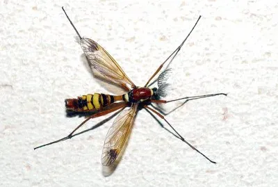 Ctenophora