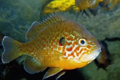 Persico sole jigsaw puzzle