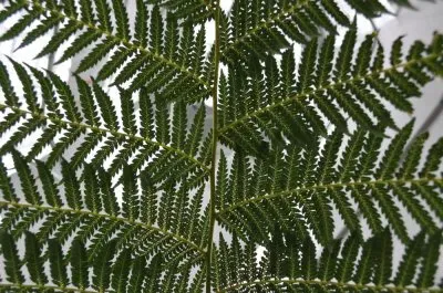 FougÃ¨res jigsaw puzzle