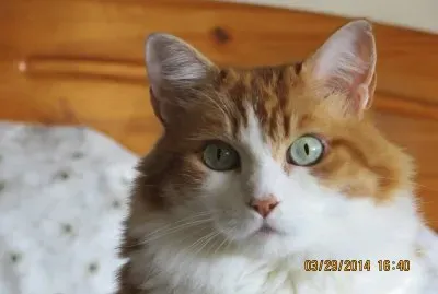 FOTOS DE MI MASCOTA