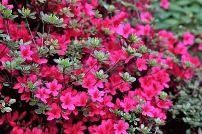 פאזל של flores