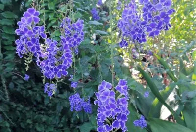 flores