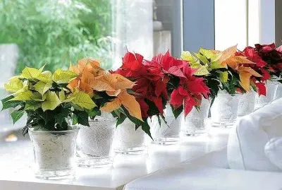 flores jigsaw puzzle