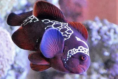 פאזל של natural