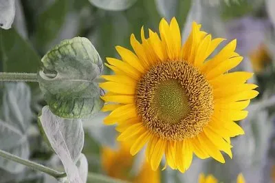 flores jigsaw puzzle