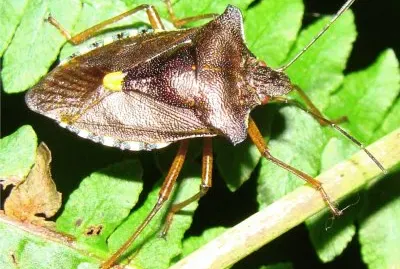 le pentatome Ã  pattes fauves