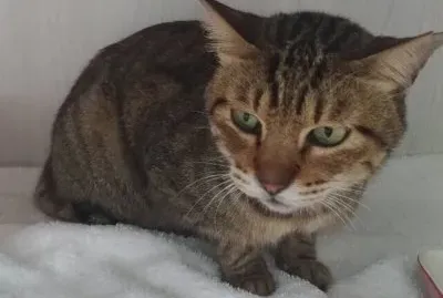 é¬±æ‚¶çš„å°è™Ž