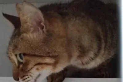 æƒ³çŽ©çš„å°è™Ž