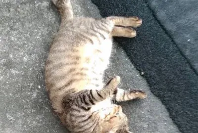 æ’’å¬Œçš„å°è™Ž