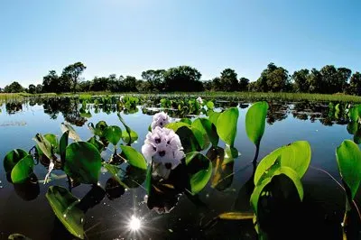 פאזל של natural