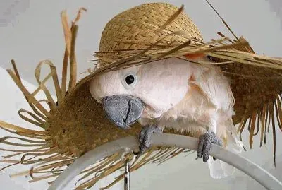 natural jigsaw puzzle