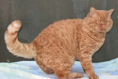 Selkirk rex shorthair
