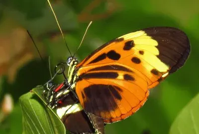 Heliconius numata