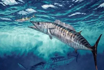 פאזל של Acantocibio