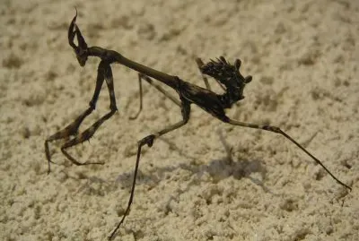 Empusa pennata jigsaw puzzle